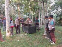 Bersama BKSDA Riau,Forkopincam dan Warga Tangkap Beruang di Pangean kuasing.
