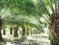 Diduga Kades Banjar Balam Gelapkan Kebun KKPA Seluas 74 H