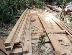 Diduga ilegal logging tetap marak dihutan Lae Pondom Simpang Silalahi Sabungan, APH diharapkan bertindak