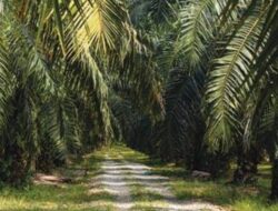 Libatkan Oknum Anggota DPRD Kuansing Sebagai Humas, Ahguan Pengusaha Tionghoa Di Kuansing Sulap Hutan Kawasan Jadi Kebun Sawit Mencapai 380 Hektar