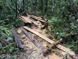 Penebangan kayu Alam di hutan Lae Pondom di kabupaten Dairi, diduga ada pembiaran dinas LHK dan kehutanan provinsi Sumatera Utara