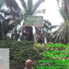 JM Humas PT KTBM, Patria Dharma, tidak ada penghadangan dalam proses pemasangan patok HGU, masyarakat hanya ingin melihat