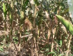 Petani berharap agar pemerintah serius membantu petani untuk memerangi hama tikus yang menyerang tanaman jagung