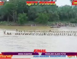 Jalur singa Kuantan penguasa gelanggang tepian gudang pulau gobah 2024
