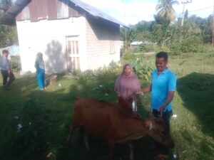 Wajah Bahagia Masyarakat Desa Siberoba Terima Bantuan Ternak Sapi
