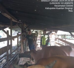 CEGAH WABAH PMK BABINSA KORAMIL 06/CERENTI KODIM 0302/INHU CEK HEWAN TERNAK MILIK WARGA DESA SIKAKAK KECAMATAN CERENTI