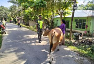 TAK ADA KATA BOSAN, BABINSA KORAMIL 06/CERENTI KODIM 0302/INHU TERUS GENCARKAN SOSIALISASI DAN PENGECEKAN TERNAK SAPI WARGA DALAM UPAYA PENCEGAHAN PENULARAN VIRUS PMK