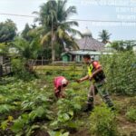 BABINSA KORAMIL 06/CERENTI KODIM 0302/INHU, BANTU BERSIHKAN KEBUN SINGKONG DAN SAYURAN MILIK WARGA BABINSA KORAMIL 06/CERENTI KODIM 0302/INHU, BANTU BERSIHKAN KEBUN SINGKONG DAN SAYURAN MILIK WARGA