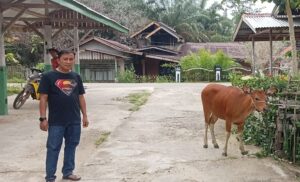 Dukung Program Ketahanan Pangan, PemDes Pulau Busuk Jaya Salurkan 7 Ekor Sapi bagi Masyarakat