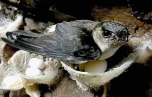 Timbulkan Suara Berisik, Masyarakat Desak Pemerintah Tertibkan Penangkaran Sarang Burung Walet yang di Duga Tak Memiliki Izin