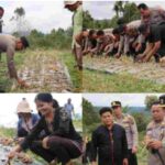 Dukung Han Pangan Polres Pakpak Bharat Bersama Pemkab lakukan Panen Bawang Dengan Kelompok Tani