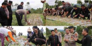 Dukung Han Pangan Polres Pakpak Bharat Bersama Pemkab lakukan Panen Bawang Dengan Kelompok Tani