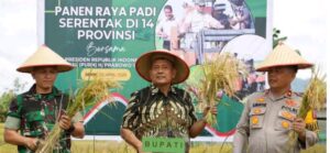 Desa Mbelang Malum Ikuti Panen Padi Serentak Se-Indonesia