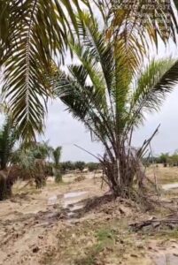 Baru saja ada korban jiwa, aktivitas PETI di Banjar Lopak masih beraktivitas