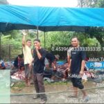 Idul Adha 1446 H, Panitia Qurban Masjid Ubudiyah Pulau Busuk Jaya Potong 7 Ekor Hewan Qurban Idul Adha 1446 H, Panitia Qurban Masjid Ubudiyah Pulau Busuk Jaya Potong 7 Ekor Hewan Qurban