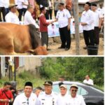 Bupati dan wakil Bupati Dairi Tinjau Hewan Kurban Bantuan Presiden dan Gubernur