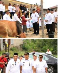 Bupati dan wakil Bupati Dairi Tinjau Hewan Kurban Bantuan Presiden dan Gubernur