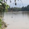 Sungai Batang Kuantan Menangis Puluhan Dompeng Liar Merajalela, Hukum Mandul Sungai Batang Kuantan Menangis Puluhan Dompeng Liar Merajalela, Hukum Mandul