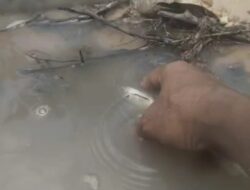 Diduga Limbah Pabrik Kelapa Sawit PT Wonosari Cemari Sungai Jake, Ikan Pada Mati