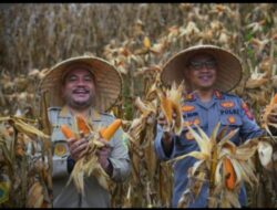 Bupati Pakpak Bharat Panen Raya jagung kwartal II