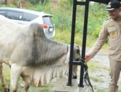 Bupati Pakpak Bharat serahkan hewan qurban bantuan Gubernur Sumatera Utara ke Jamaah Penanggalan Binanga Boang