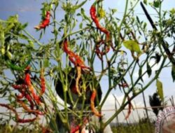 Pemkab Pakpak Bharat siapkan lahan 500 ha untuk meningkatkan tanaman hortikultura