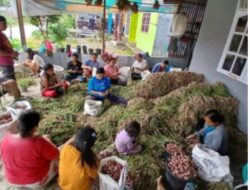 Bawang merah salah satu komoditi yang bagus ditanam dengan iklim Pakpak Bharat