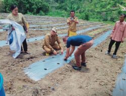 BUMDES Desa Simervara  Kecamatan PGGS laksanakan penanaman perdana tanaman Cabai