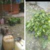 Pengadaan bibit kopi sangat dianjurkan dari penangkar yang sudah bersertfikat
