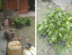 Pengadaan bibit kopi sangat dianjurkan dari penangkar yang sudah bersertfikat