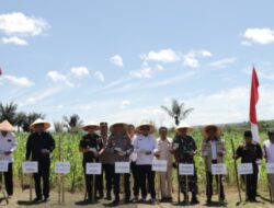 Sekda Pakpak Bharat menghadiri penanaman jagung serentak kwartal IV