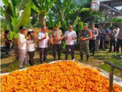 Panen Perdana Super Sukses di Koto Benai, Jagung Pipil Melimpah, Petani Bersorak