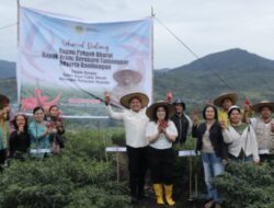 Panen raya cabai merah serentak di Kawasan Pertanian Terpadu (KPT)