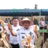 Bupati Dairi Panen Raya Jagung Bersama Di Lahan Binaan Polres Dairi, Panen Selanjutnya Dipastikan Akan Dibeli Oleh Perumda