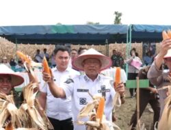 Bupati Dairi Panen Raya Jagung Bersama Di Lahan Binaan Polres Dairi, Panen Selanjutnya Dipastikan Akan Dibeli Oleh Perumda