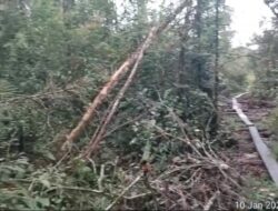 KEJAHATAN EKOSIDA TERSTRUKTUR: Dari Pembabatan Liar hingga Jual Beli Lahan Ilegal