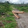 Investigasi,Menelusuri "Gurita" Pembalakan Liar di Hutan Lindung Dairi
