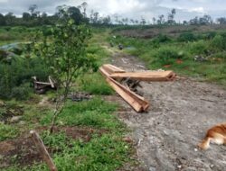 Investigasi,Menelusuri “Gurita” Pembalakan Liar di Hutan Lindung Dairi