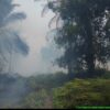 Lahan Sawit 30 Hektar di Sei Langsat Ludes Terbakar, Api Masih Berkobar