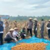 Panen Raya Jagung Pipil di Talontam, Begini Dukungan Polisi di Sektor Pertanian