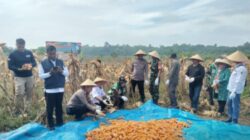 Panen Raya Jagung Pipil di Talontam, Begini Dukungan Polisi di Sektor Pertanian
