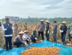 Panen Raya Jagung Pipil di Talontam, Begini Dukungan Polisi di Sektor Pertanian
