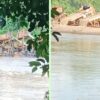 Sungai Kuantan “Sekarat” Rakit PETI Kembali Menjamur di Pulau Busuk, Polisi Diminta Bertindak Tegas
