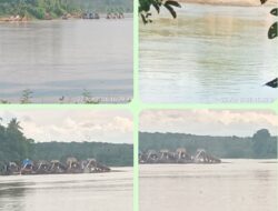 Kerusakan Ekosistem Batang Kuantan Kian Parah, Ratusan Rakit PETI “Kepung” Inuman dan Cerenti