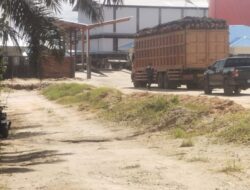 PT SAM Diduga “Cuci” Sawit Ilegal dari TNTN, Nyali Pemkab Kuansing Dipertanyakan