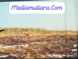 Solidaritas Dairi untuk Papua: Jeritan Tanah Adat, Peringatan Menggidik Agar Dairi Tak Bernasib Sama