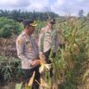 Bulan Depan Diprediksi Panen! Kapolsek Kampar Kiri Tinjau Ulang Kesiapan Panen Jagung Pipil