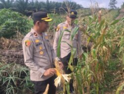Bulan Depan Diprediksi Panen! Kapolsek Kampar Kiri Tinjau Ulang Kesiapan Panen Jagung Pipil