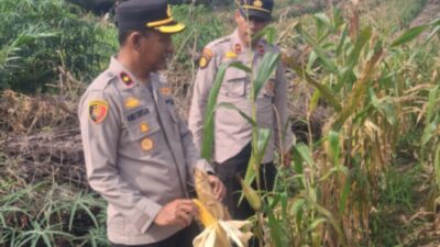 Bulan Depan Diprediksi Panen! Kapolsek Kampar Kiri Tinjau Ulang Kesiapan Panen Jagung Pipil
