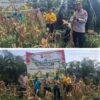 Penen Raya Jagung 1 Ton, Polsek Kampar Kiri Meriahkan Momen Bersama Petani 